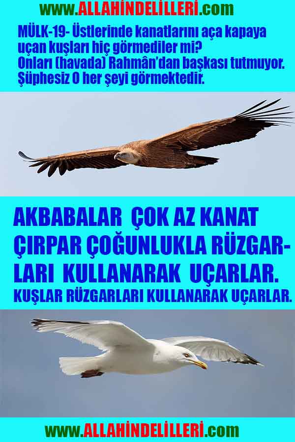 Allahın Delilleri 167