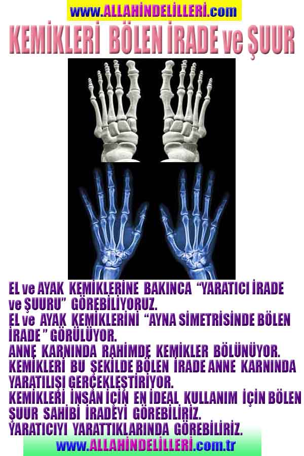 Allahın Delilleri 41