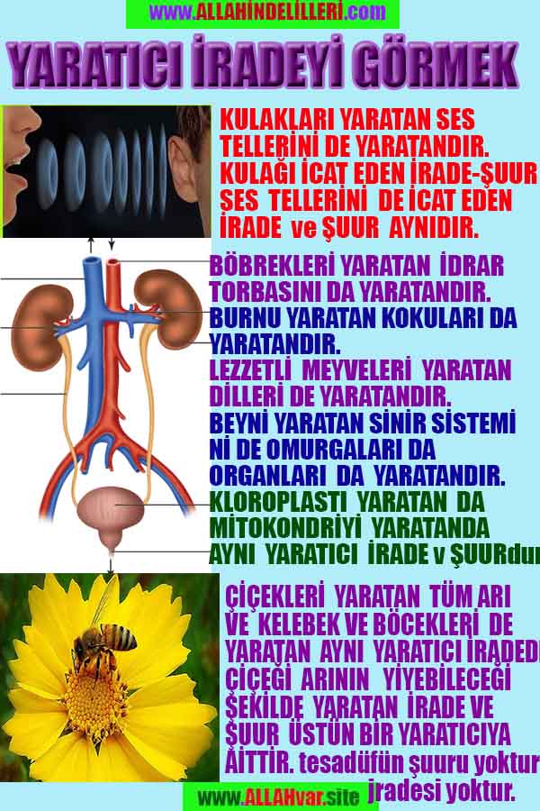 Allahın Delilleri 43