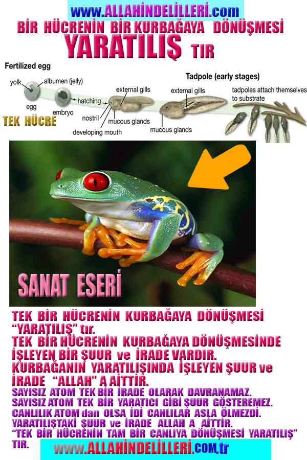 Allahın Delilleri 45