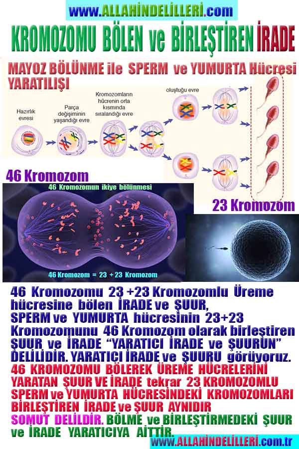 Allahın Delilleri 49