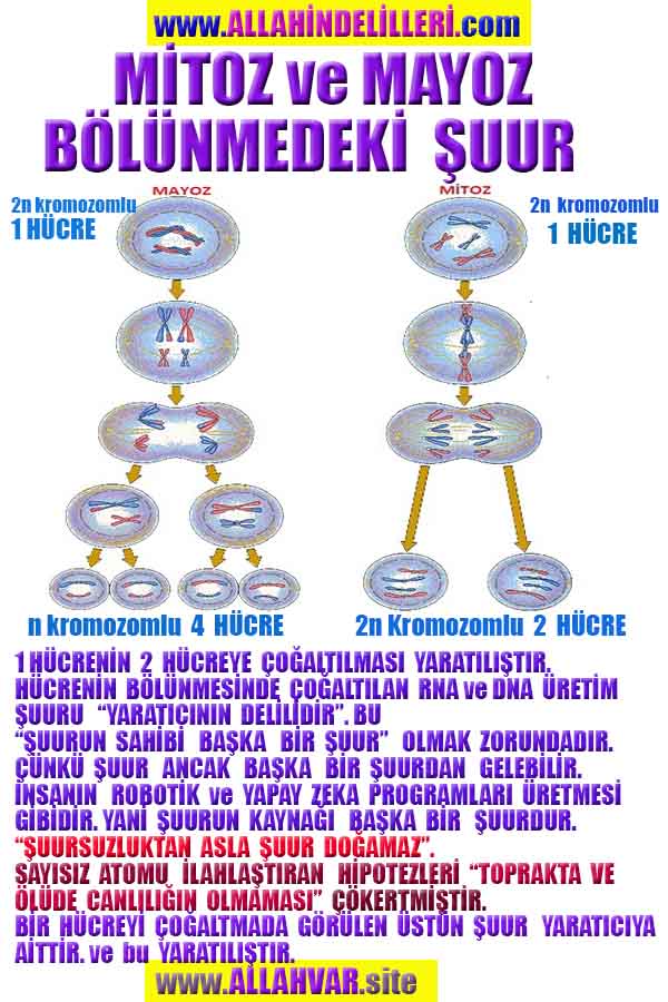 Allahın Delilleri 53