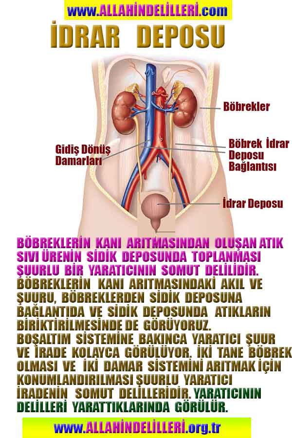 Allahın Delilleri 58