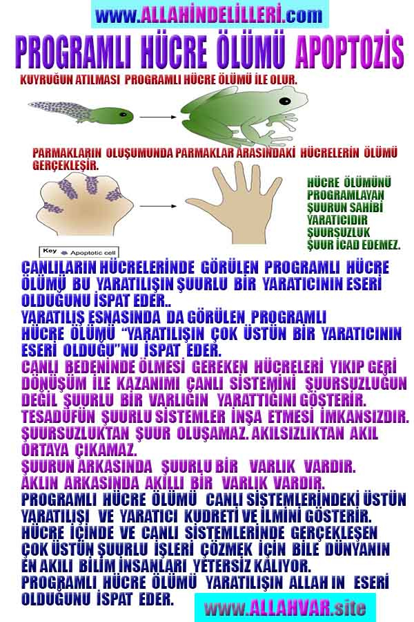 Allahın Delilleri 69