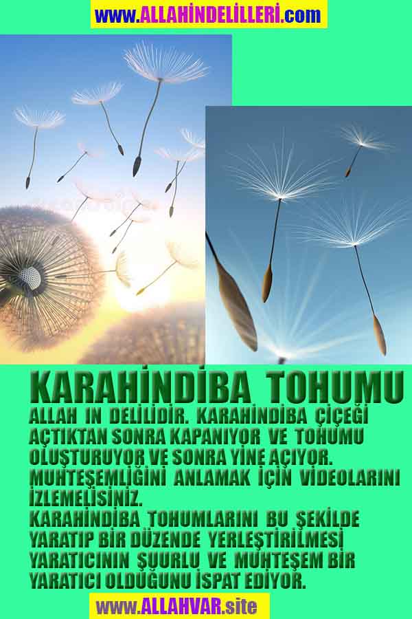 Allahın Delilleri 71