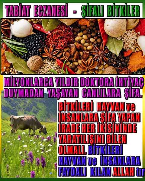 Allahın Delilleri 75