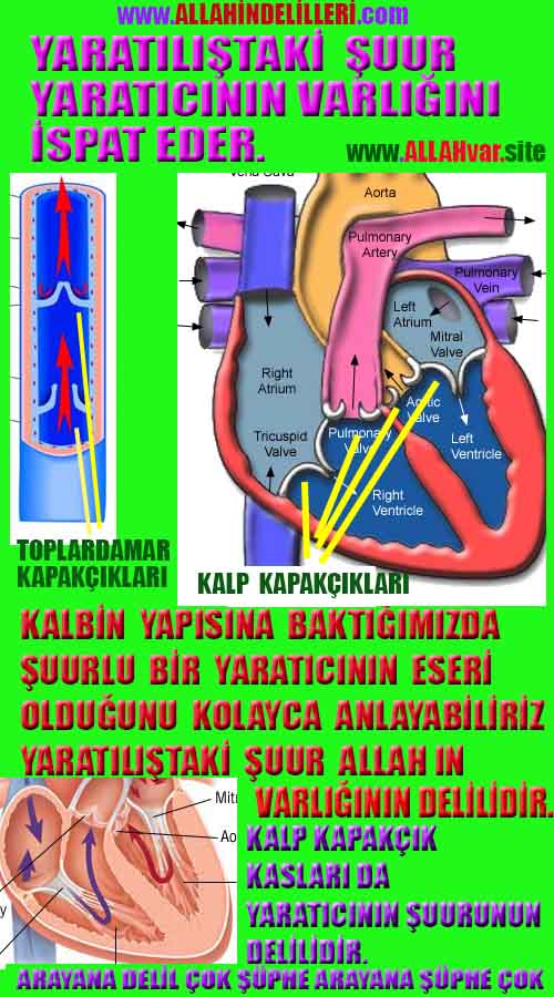 Allahın Delilleri 82