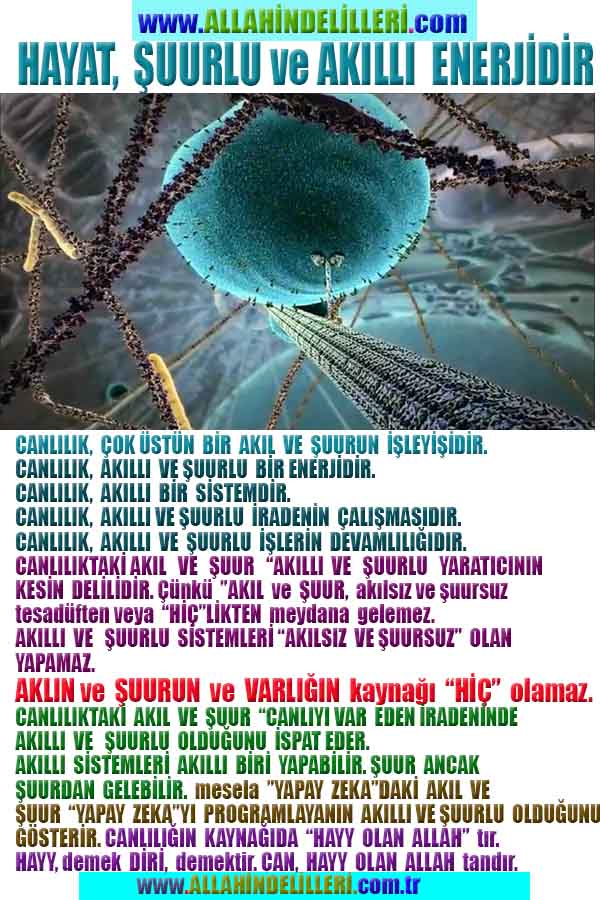 Allahın Delilleri 87